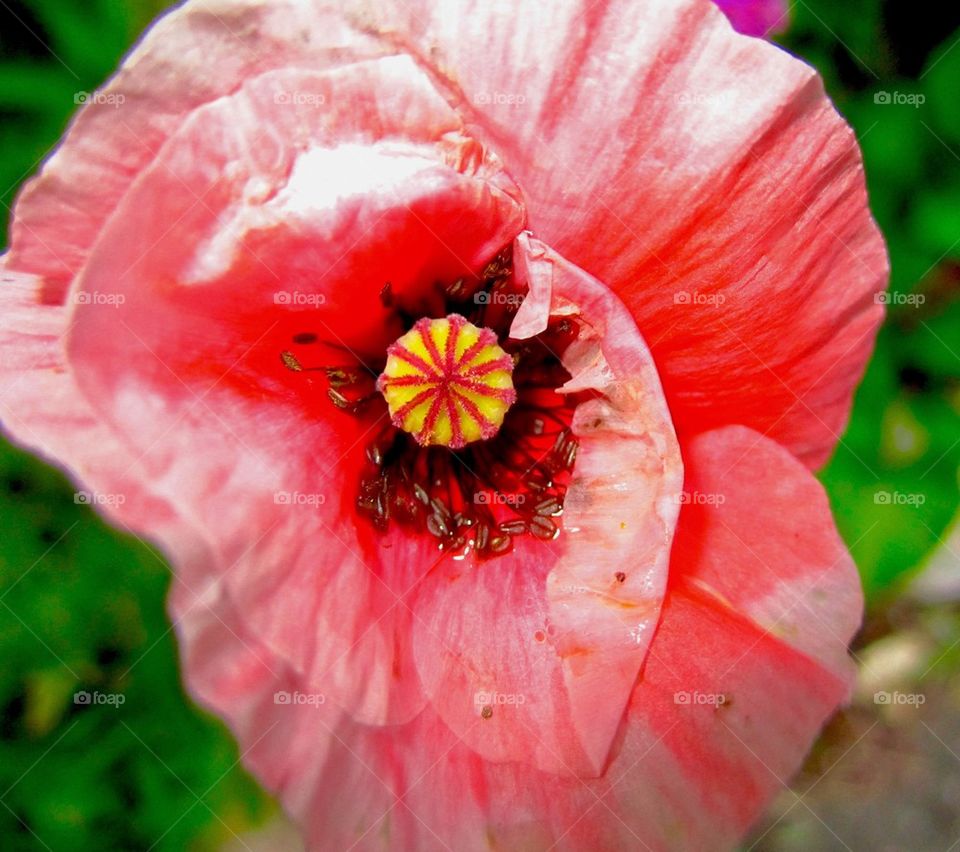 Poppy flower Wall Street