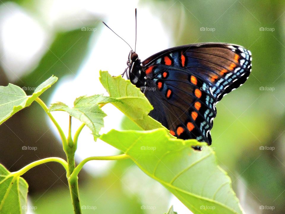 butterfly close up in leaves