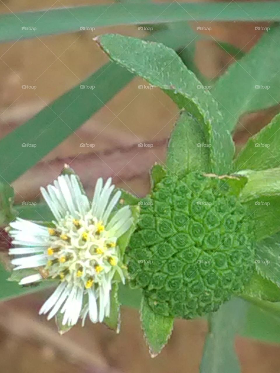 Nature, Leaf, Flora, No Person, Food