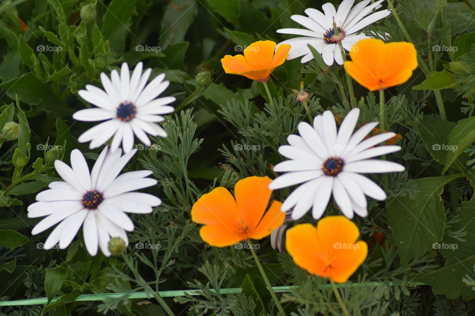 Meeting up with beautiful flowers always gives you a wonderful feeling