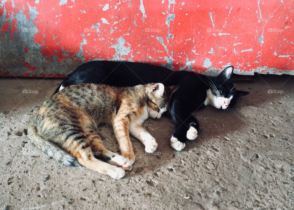 Two cats sleeping side by side.
