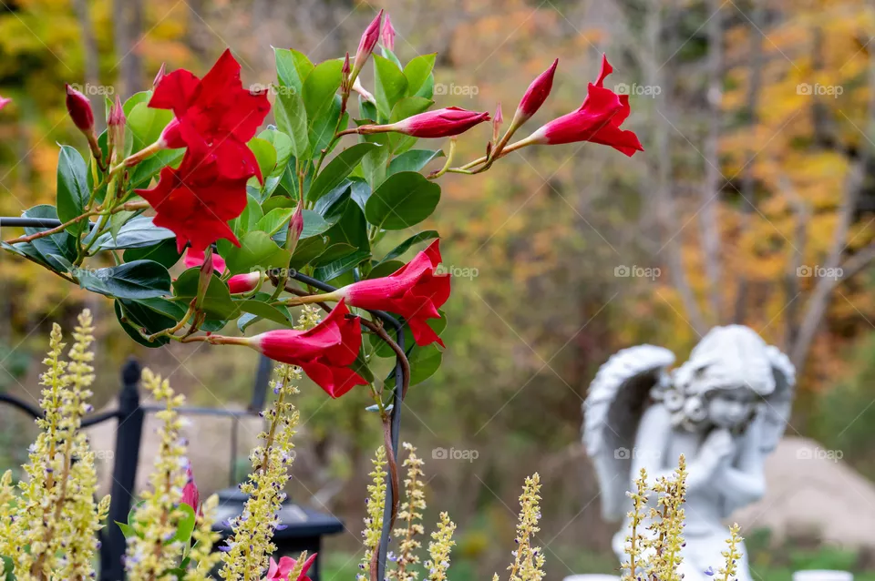 Red flowers