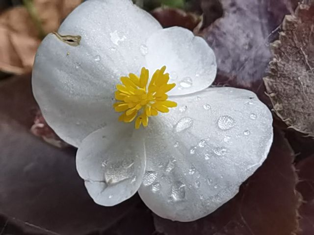 wet white flower