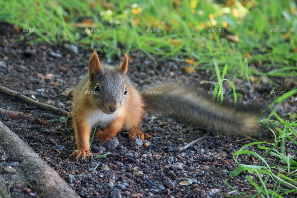 Close-up of a squirrel