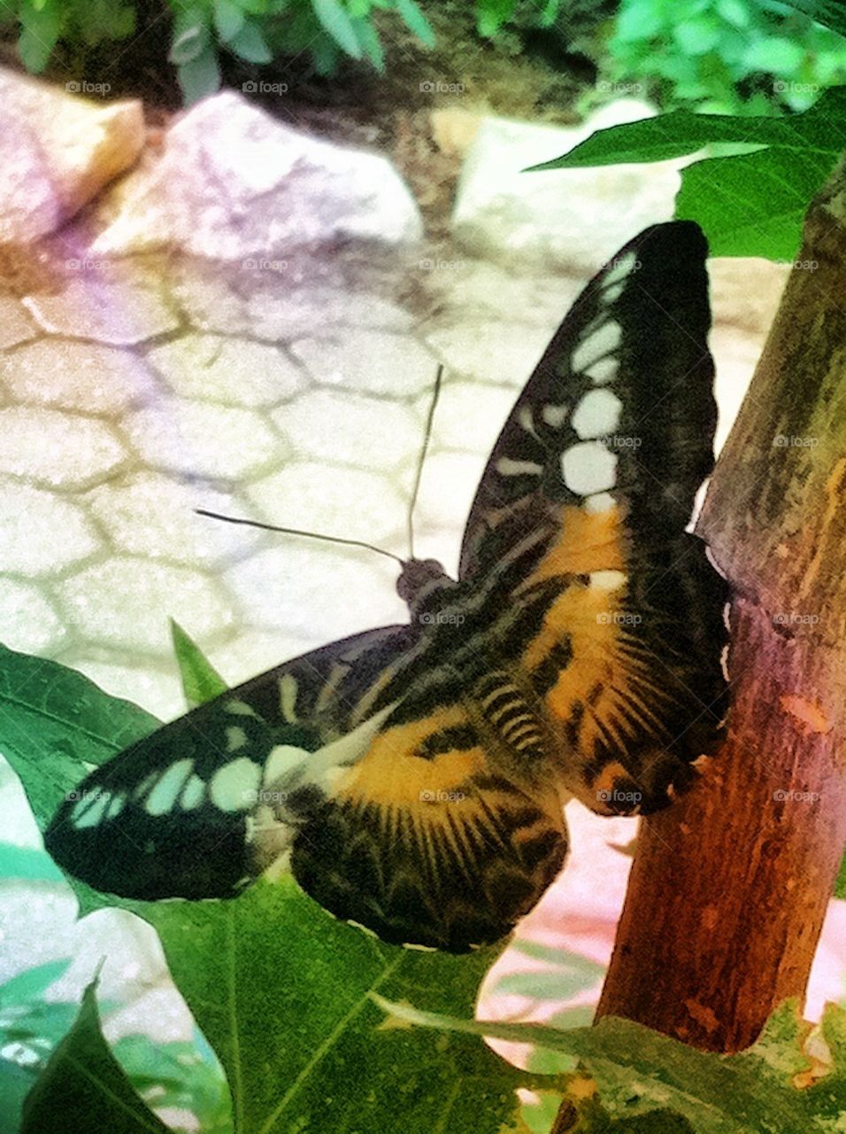 Pretty butterfly