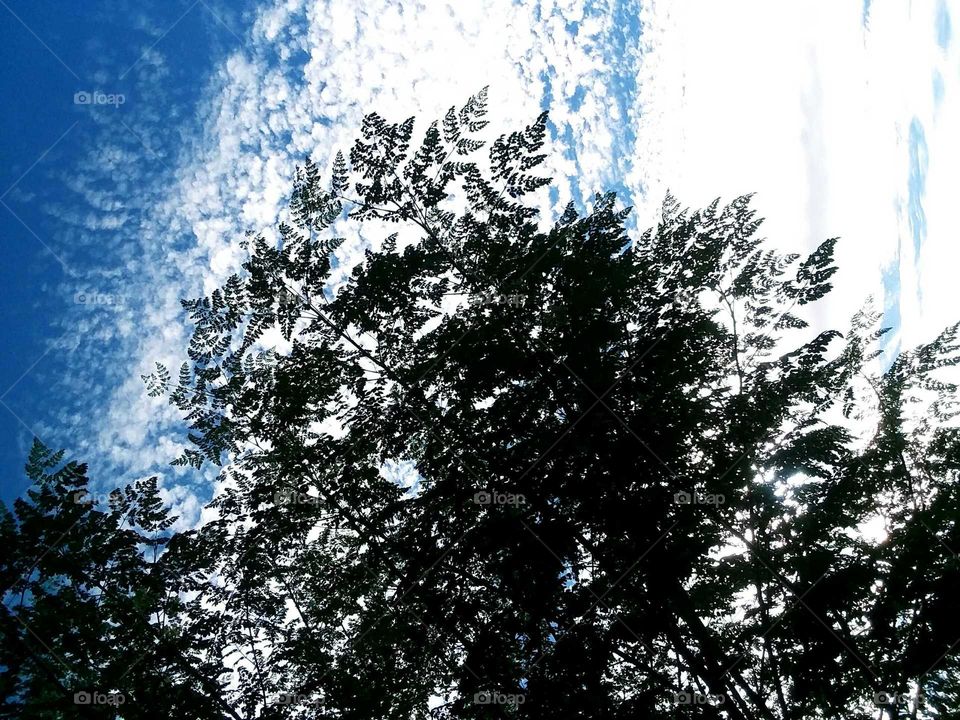 BLUE SKIES ABOVE , GREEN TREES BELOW.  WHITE IN THE MIX . 
A COLOFULL ARRAY A BLITZ .
SUCH CALM AND SERENITY  THERE OF.
SILHOUETTES OF LEAVES , BRING 
THIS ALL TO SEE.