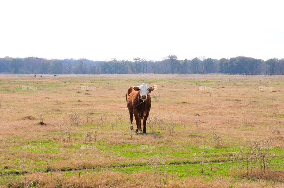 Lone Cow 