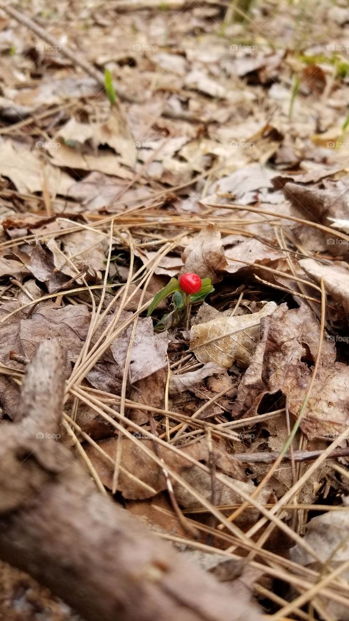 Springtime Red Berry