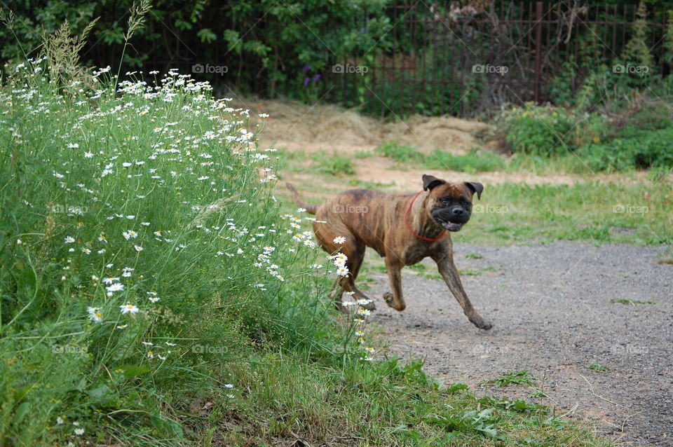 Nature, Grass, Mammal, No Person, Dog