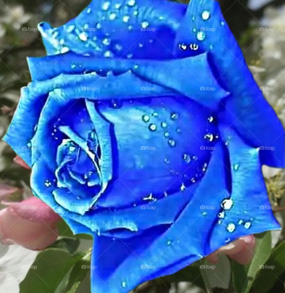 most beautiful and attractive flowers in the garden.