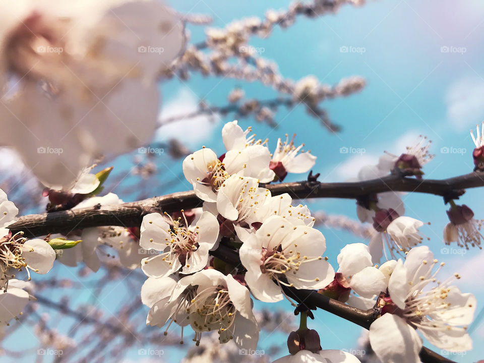 Spring apricot flowers on blue sky background 