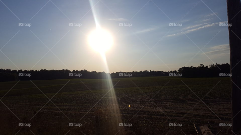 sunshine  on cornfield
