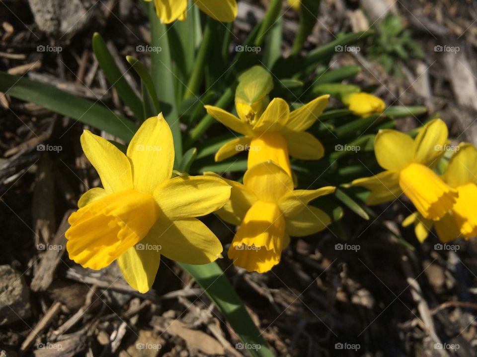 Daffodils 