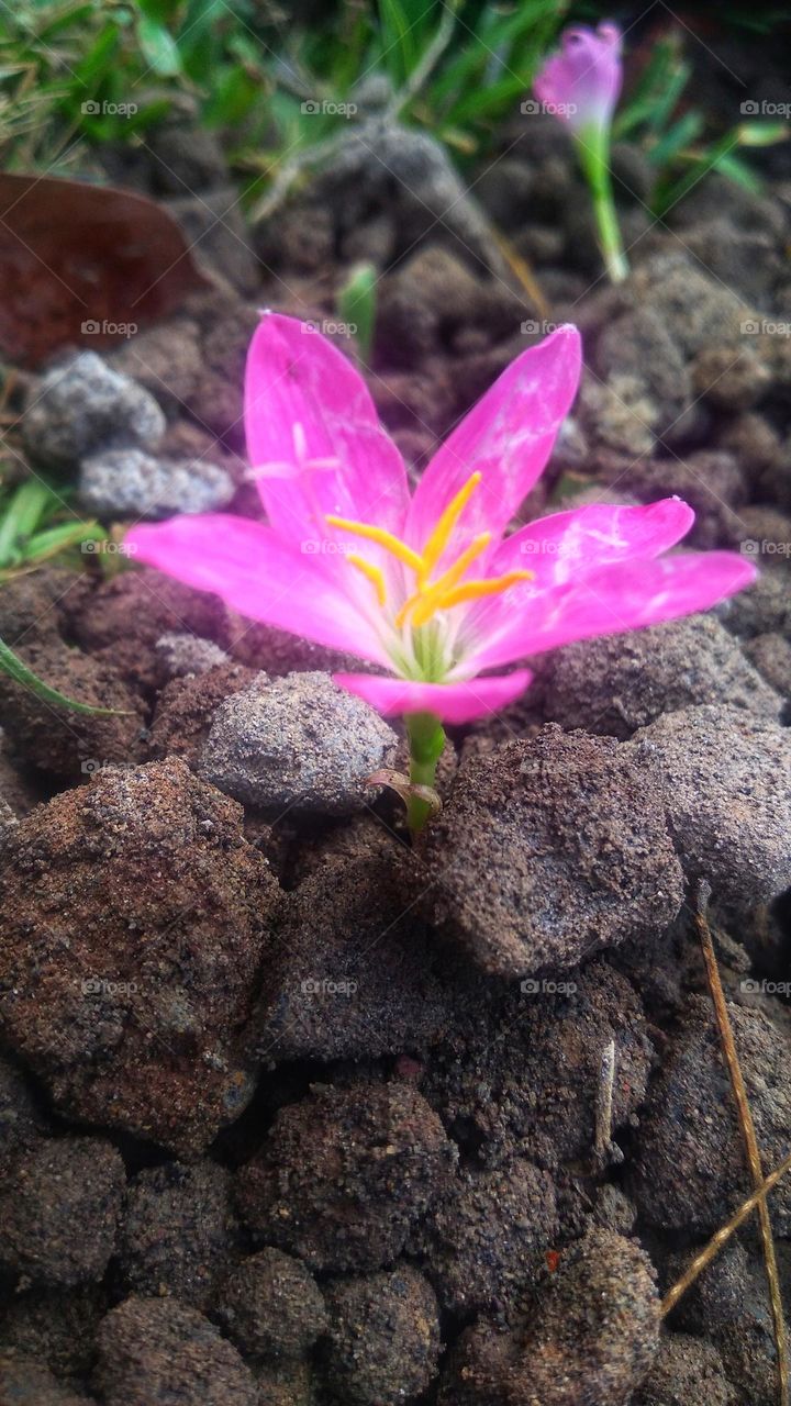 Beautiful flowers among the small stones.