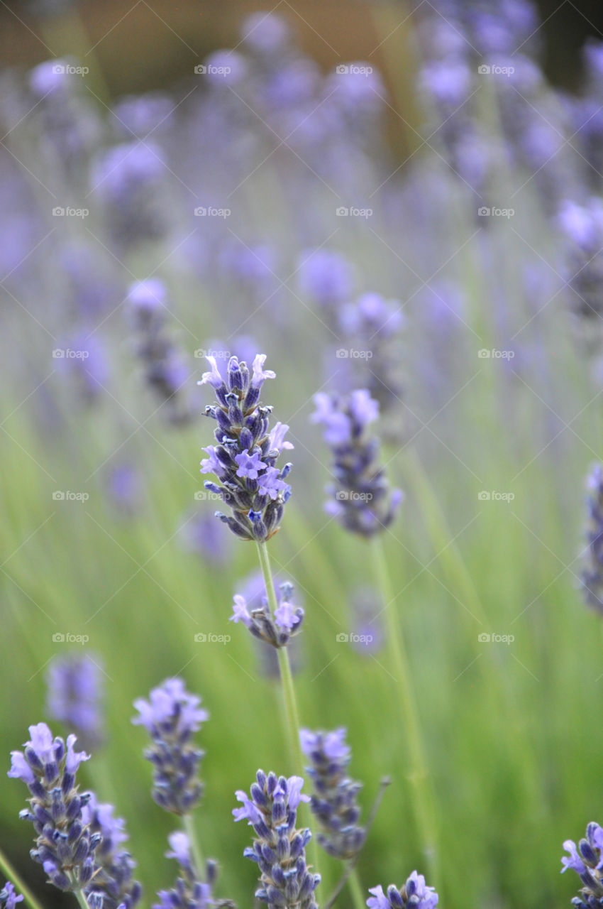 Lavender fields 