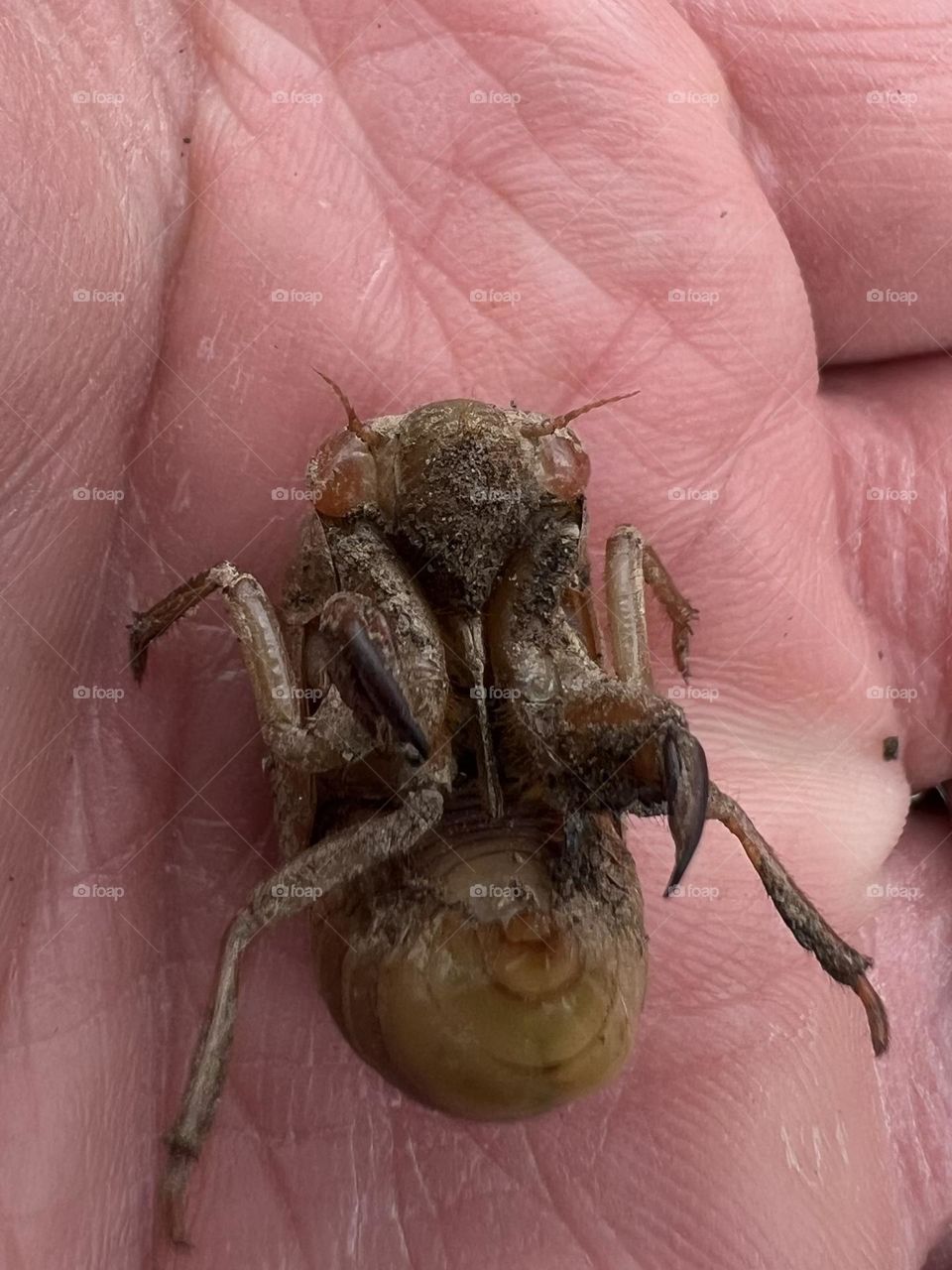 Cicada nymph