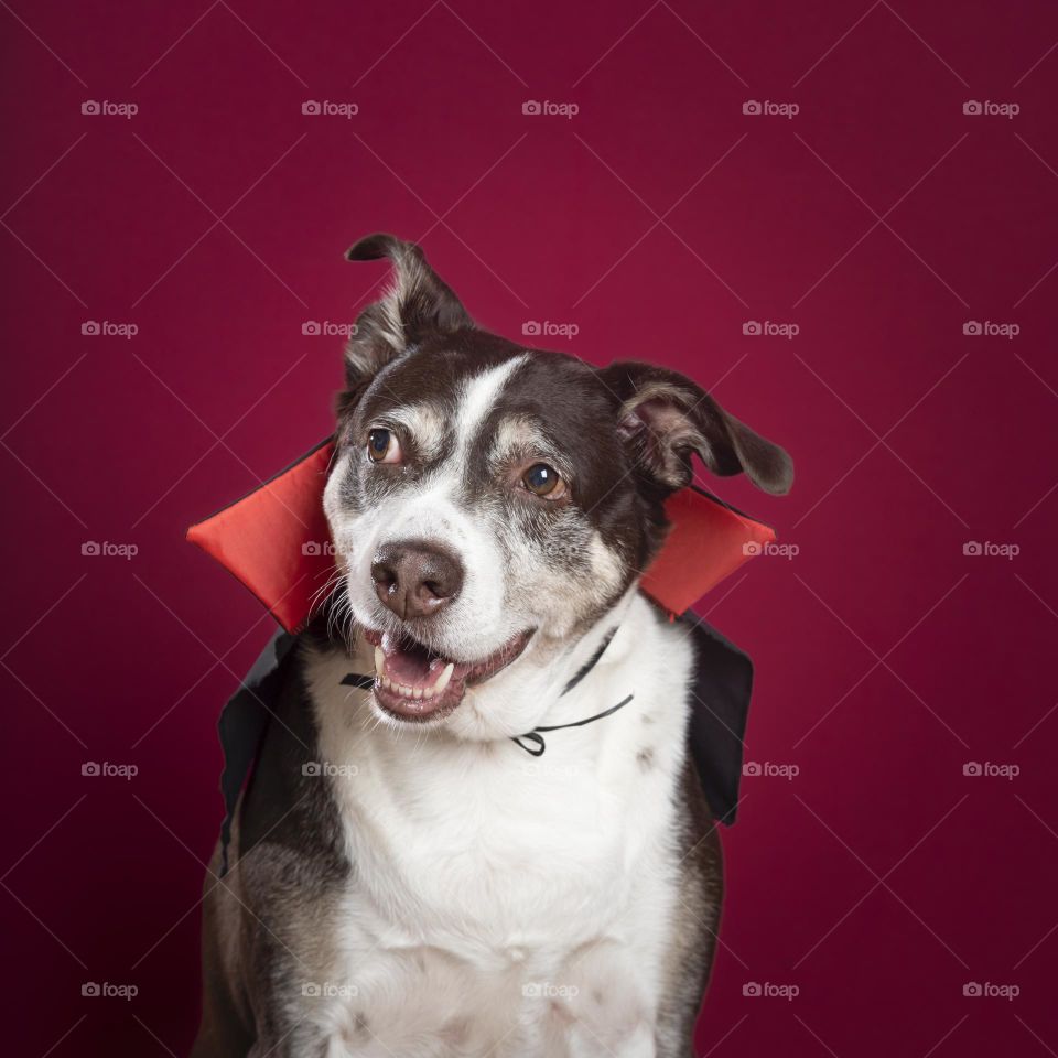 Dog wearing Dracula costume