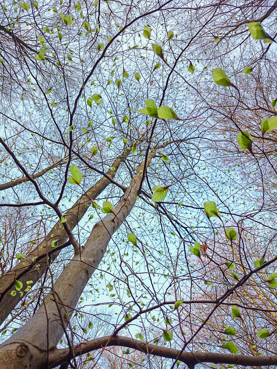 First spring leaves in the forest