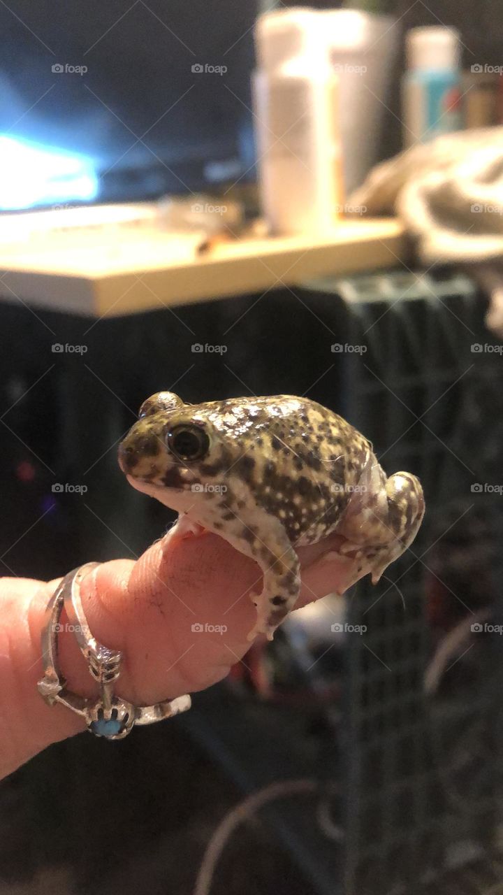 Finger toad