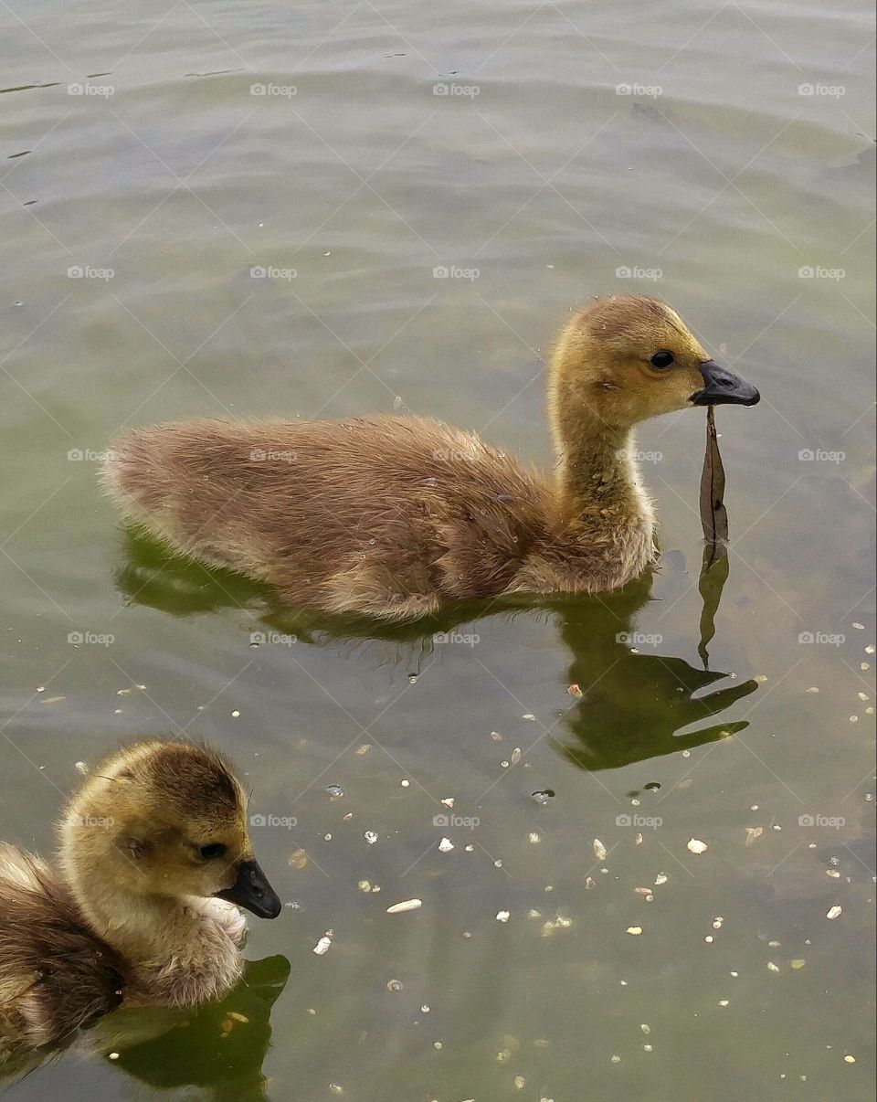 Baby geese eating algae