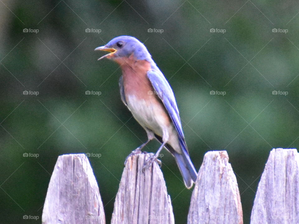 blue bird singing away
