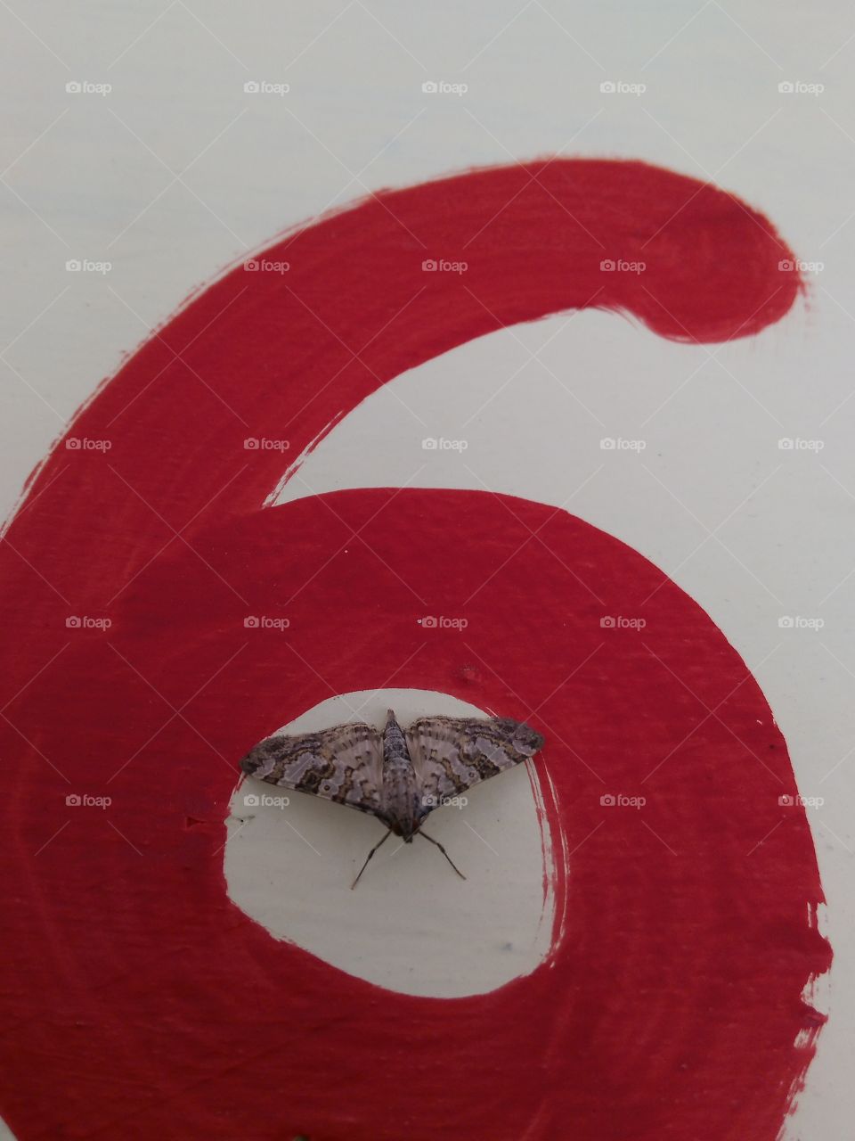 Moth on number six over the white background