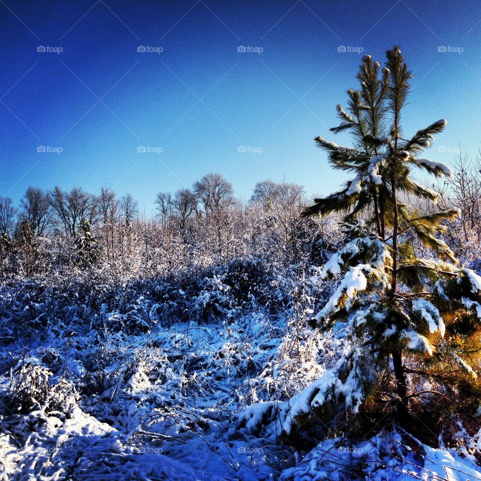 Snow, Winter, Cold, Frost, Tree