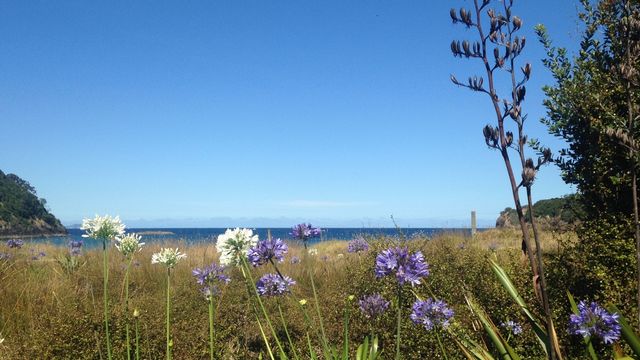 Beach landscape with flowers blue sky