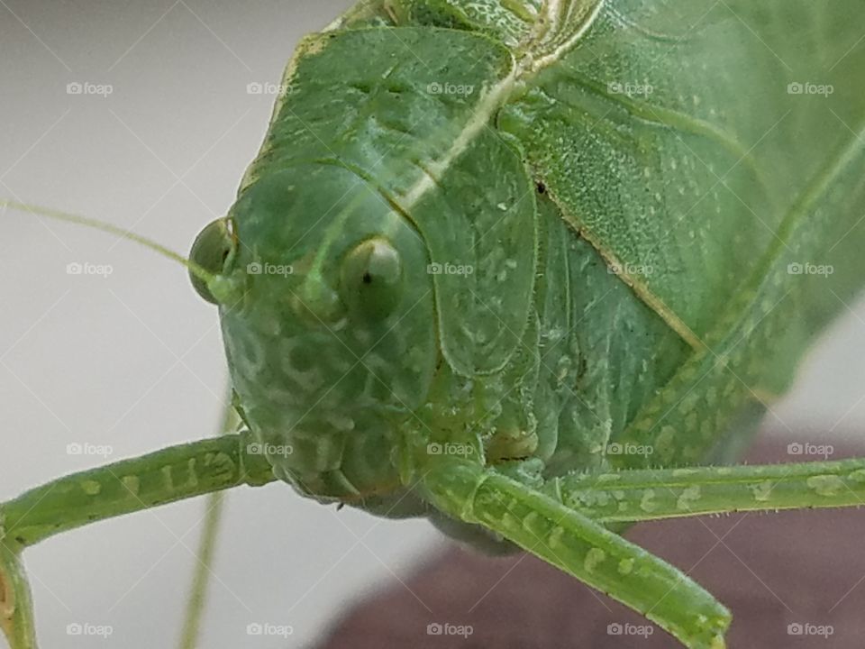 katydid