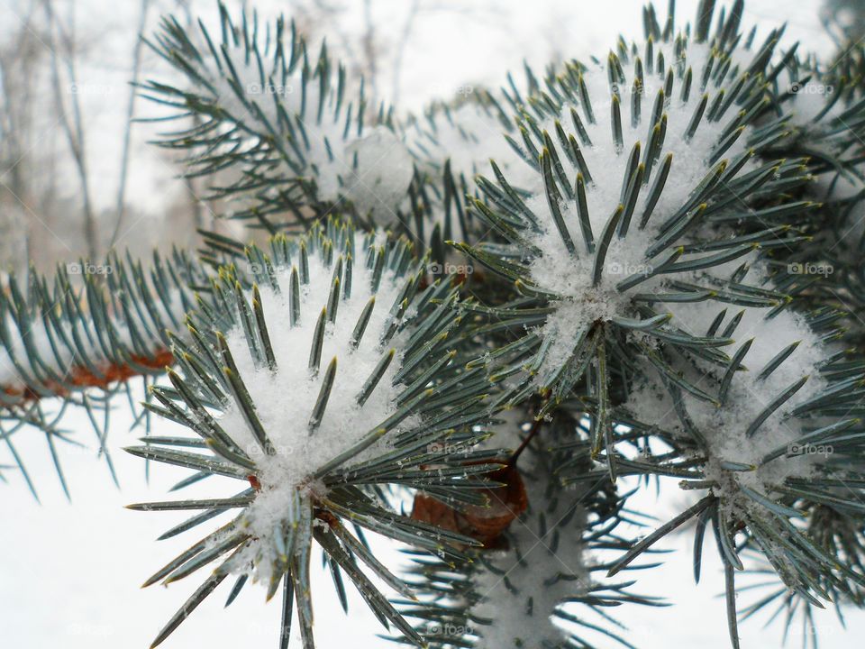 winter forest