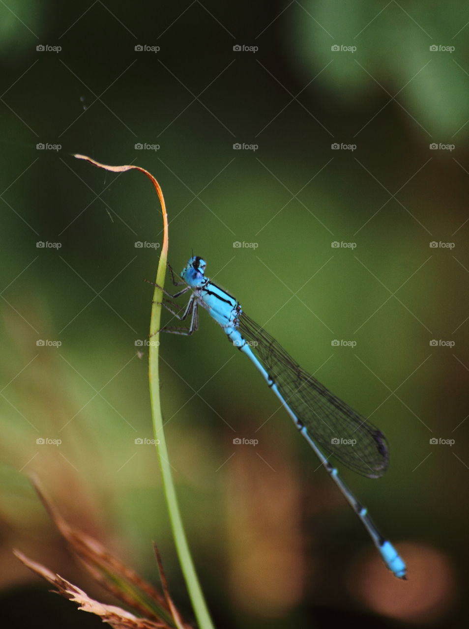 Pseudagrion microcephalum. Blue riverdarmself's perching on the leaf of grass. Mainly common call to the wet site of estuarya to the grass field, metres way run from the mangrove.