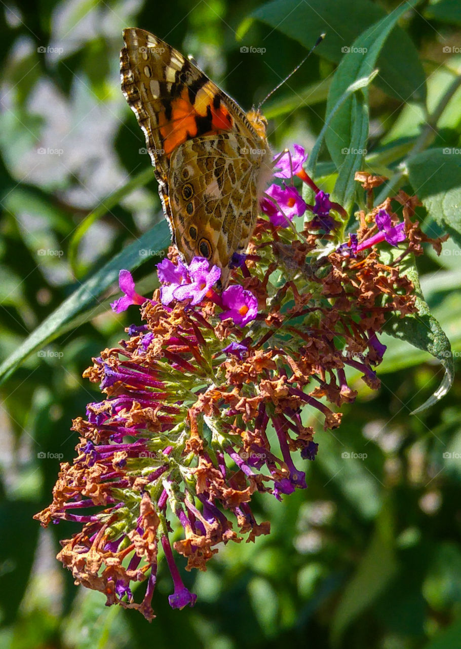 Butterfly close-up