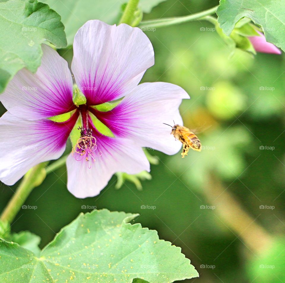 Close-up of insect on flower