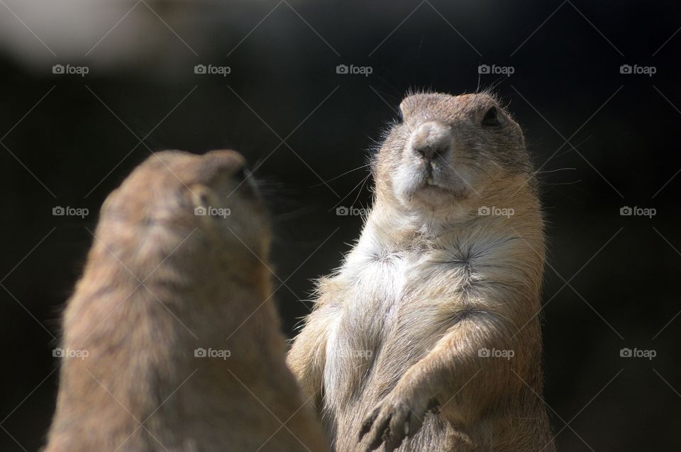 Prairie dog