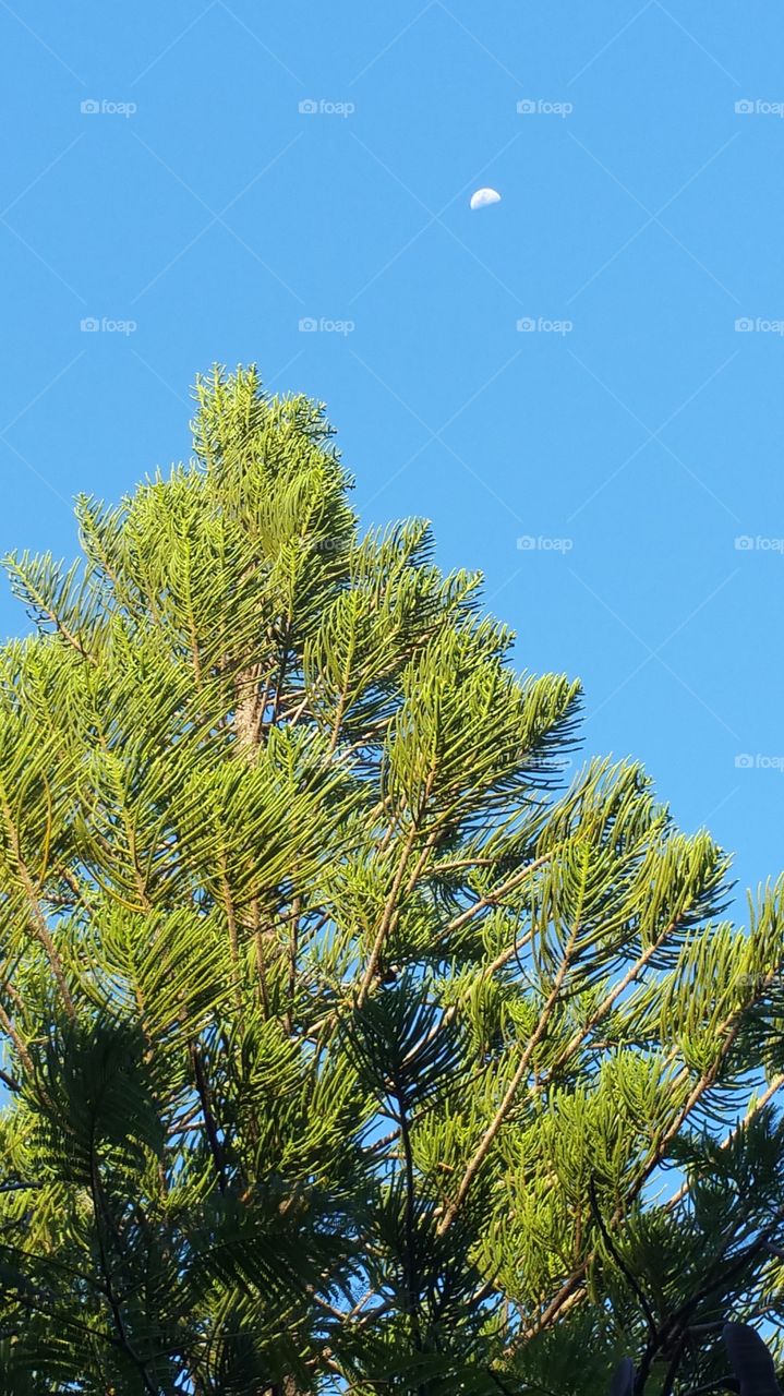 Pine tree with moon