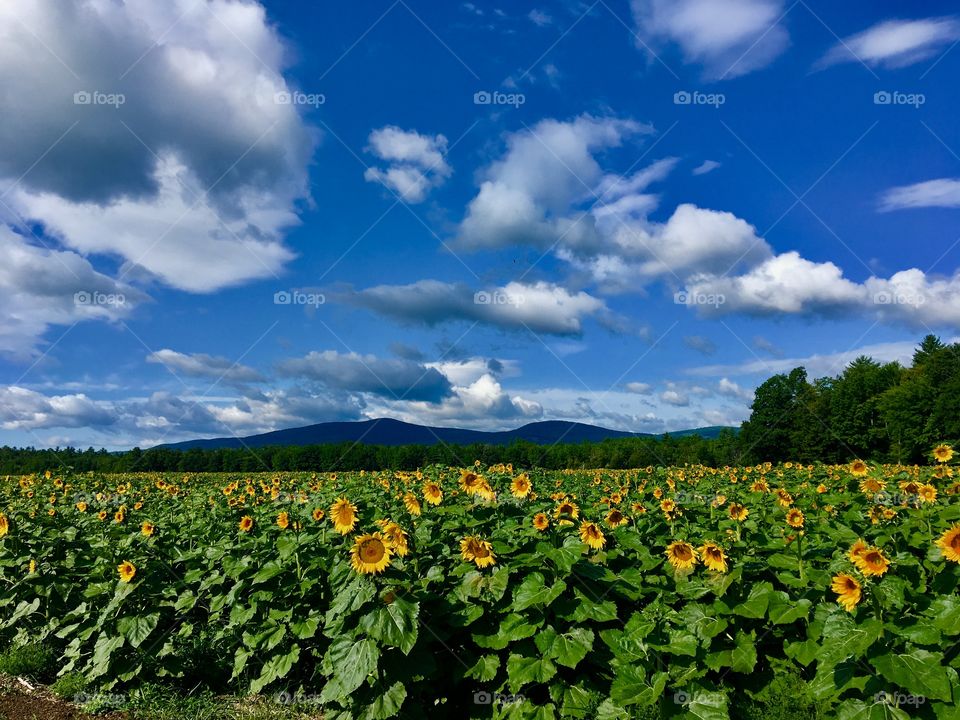 Mountains and sunflowers 