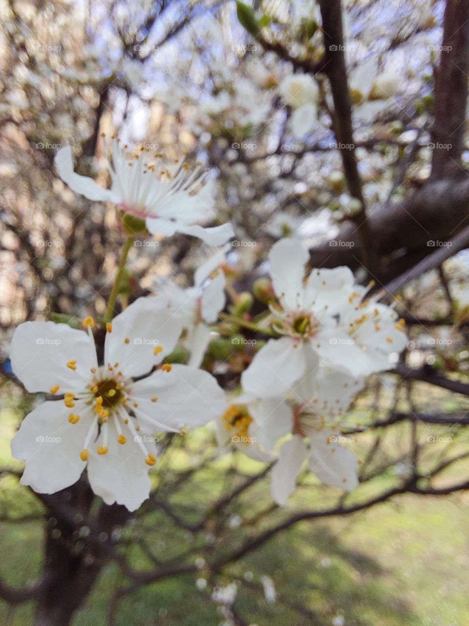 plum tree blooming