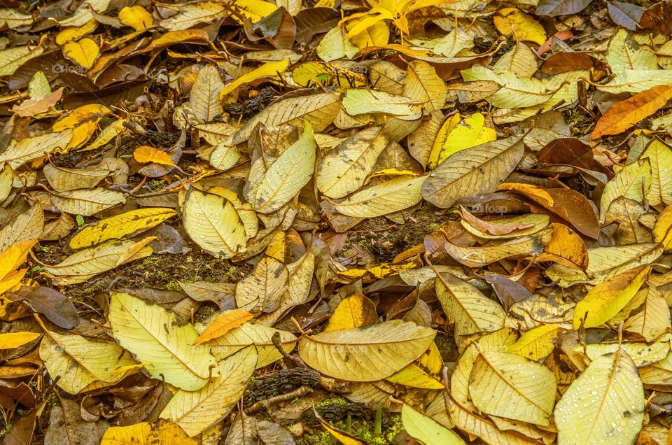 Autumn. Leaves