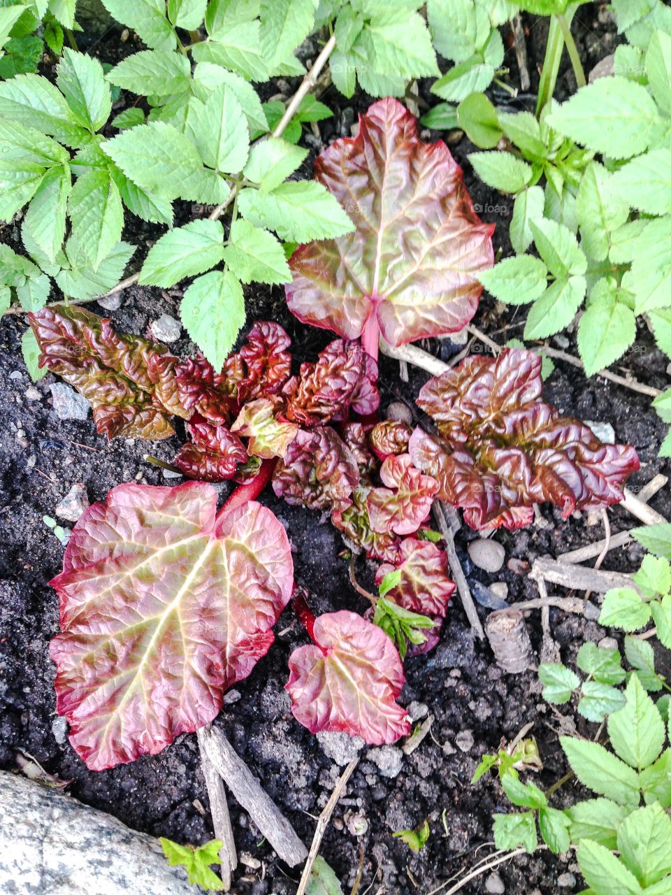 rhubarb plant