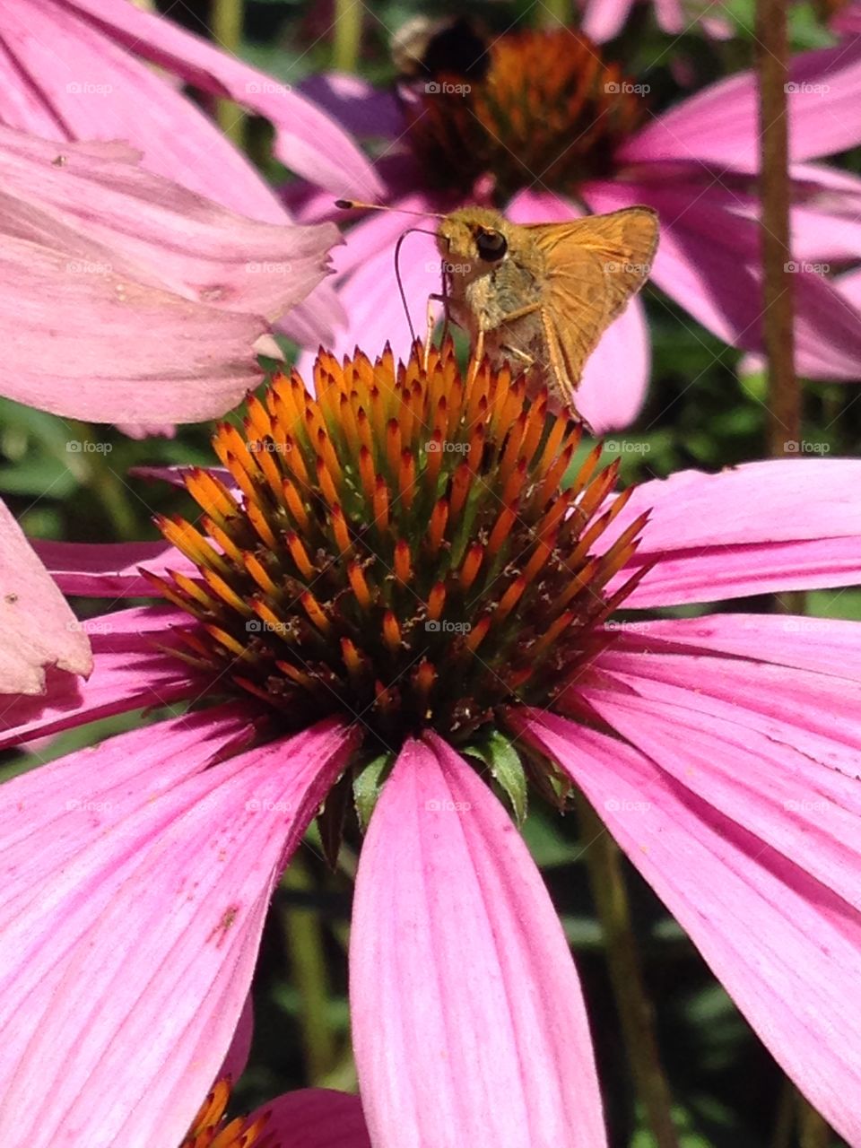 Moth on Cone Flower
