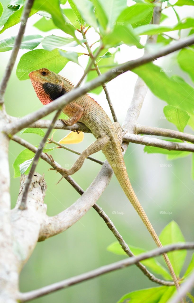 Oriental garden lizard in a tree