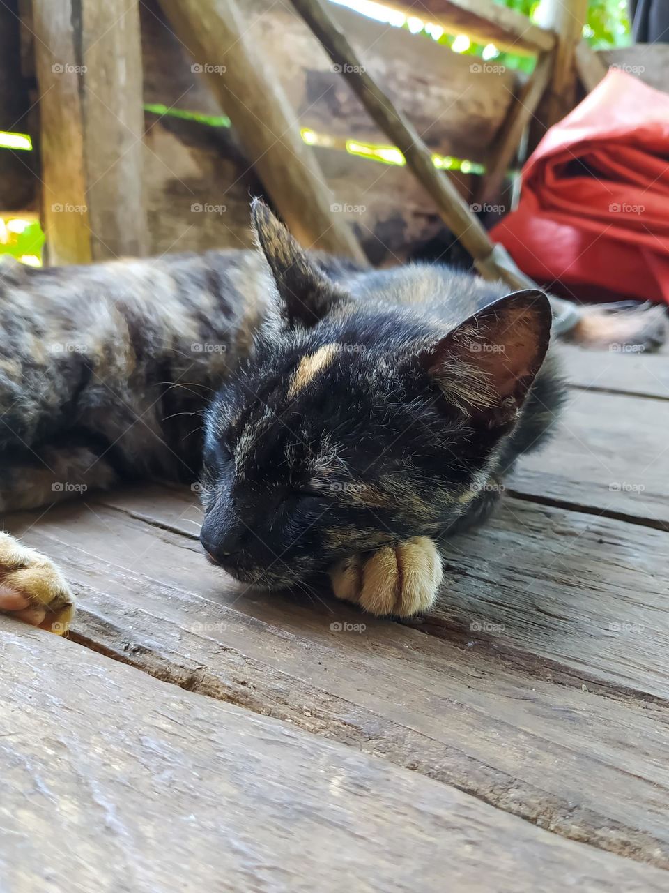 cat sleeping on a wooden hut