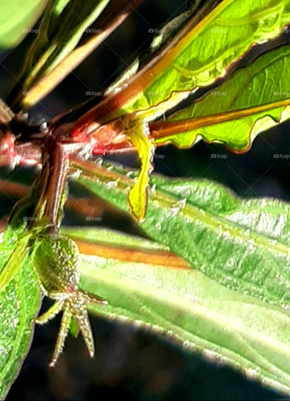 close up leaf bud