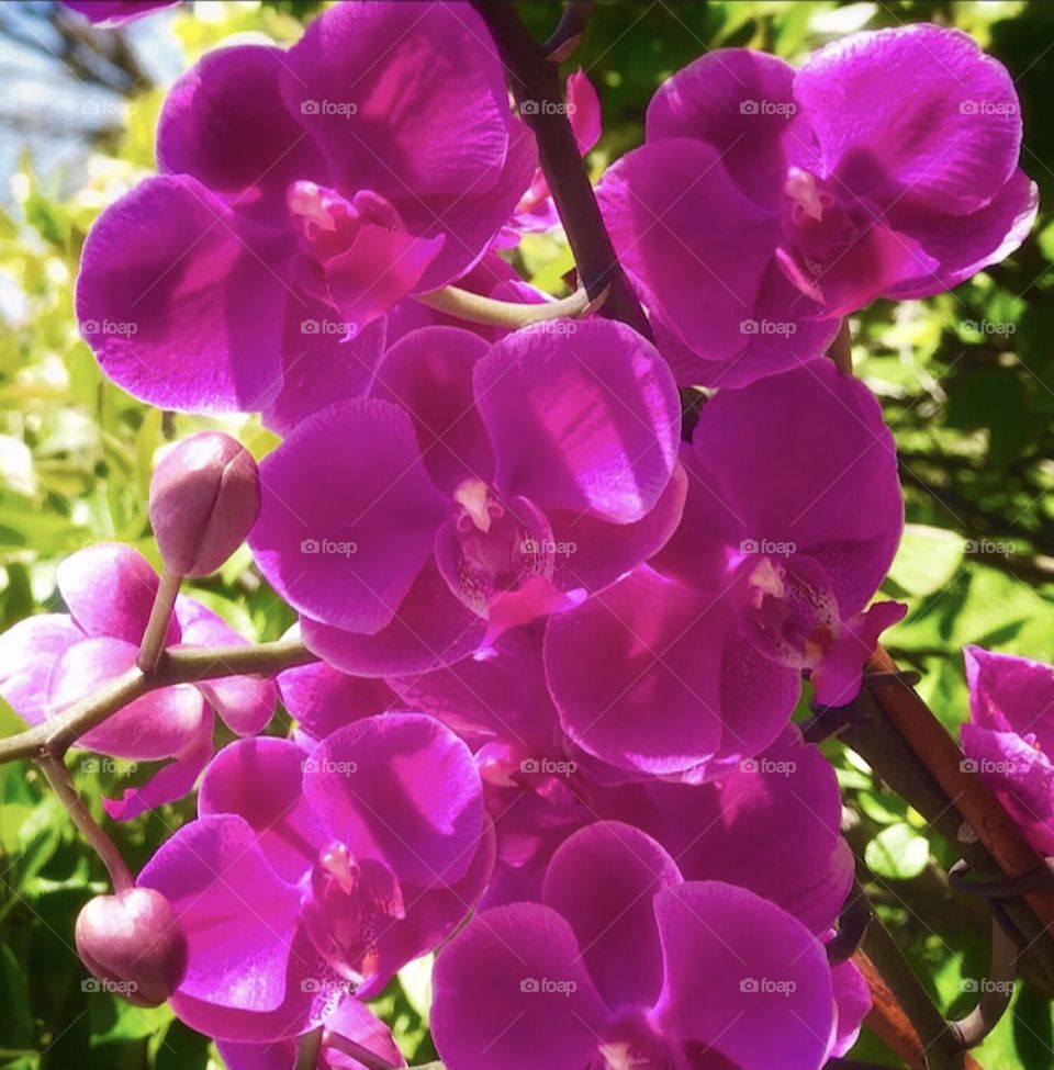 Pink orchid 