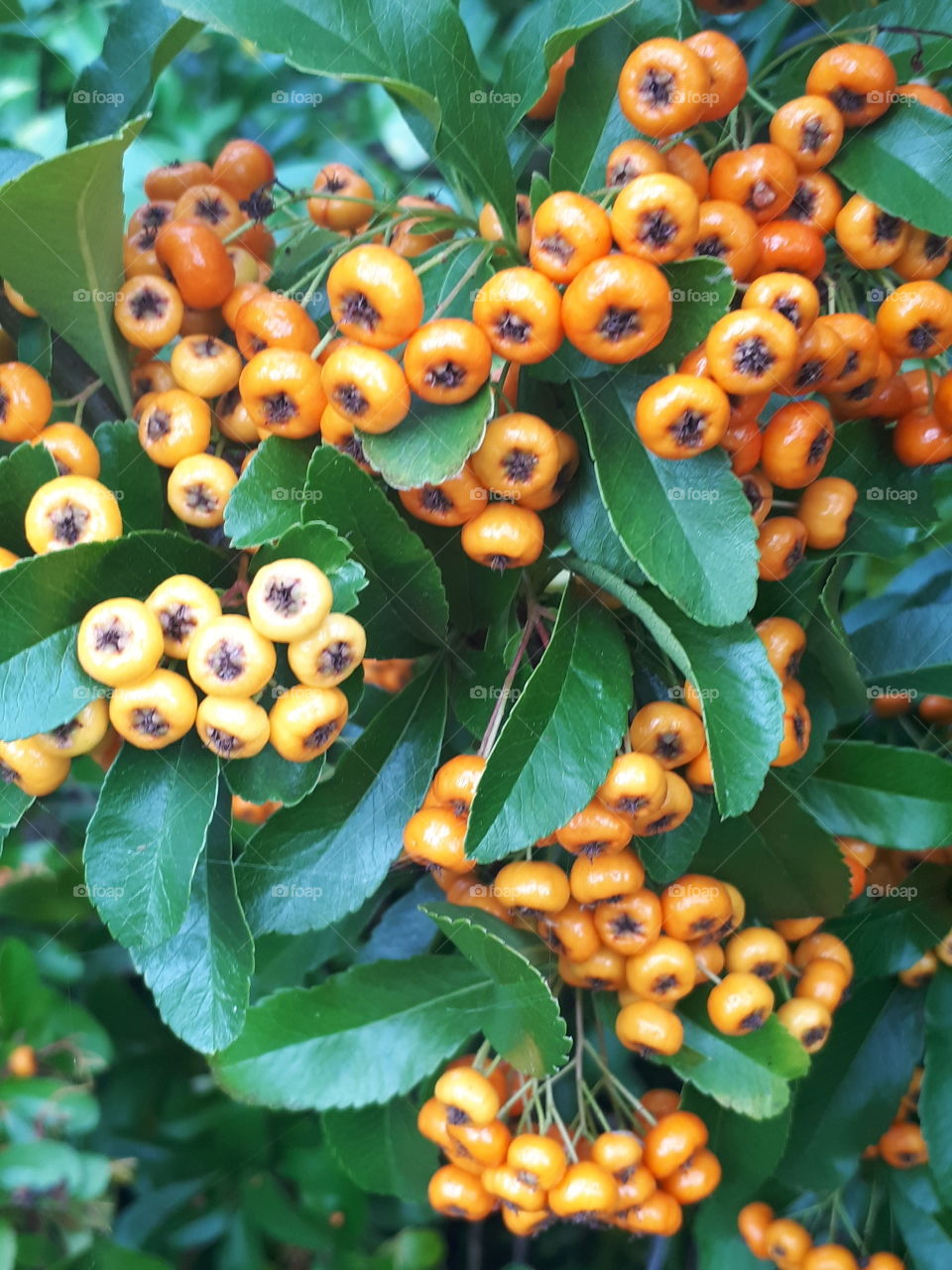 Pyracantha Berries