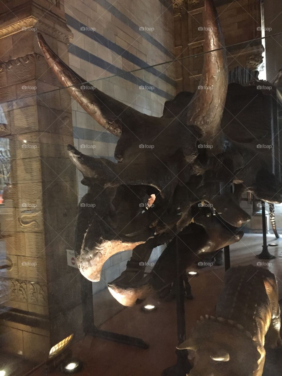 Triceratops. Triceratops at the Natural History Museum in London 