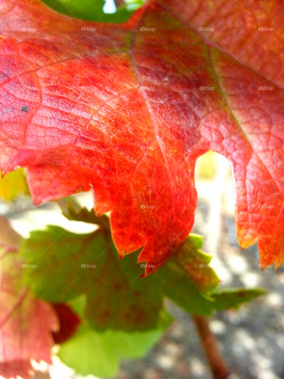 Fall leaves at a Napa Valley Vineyard