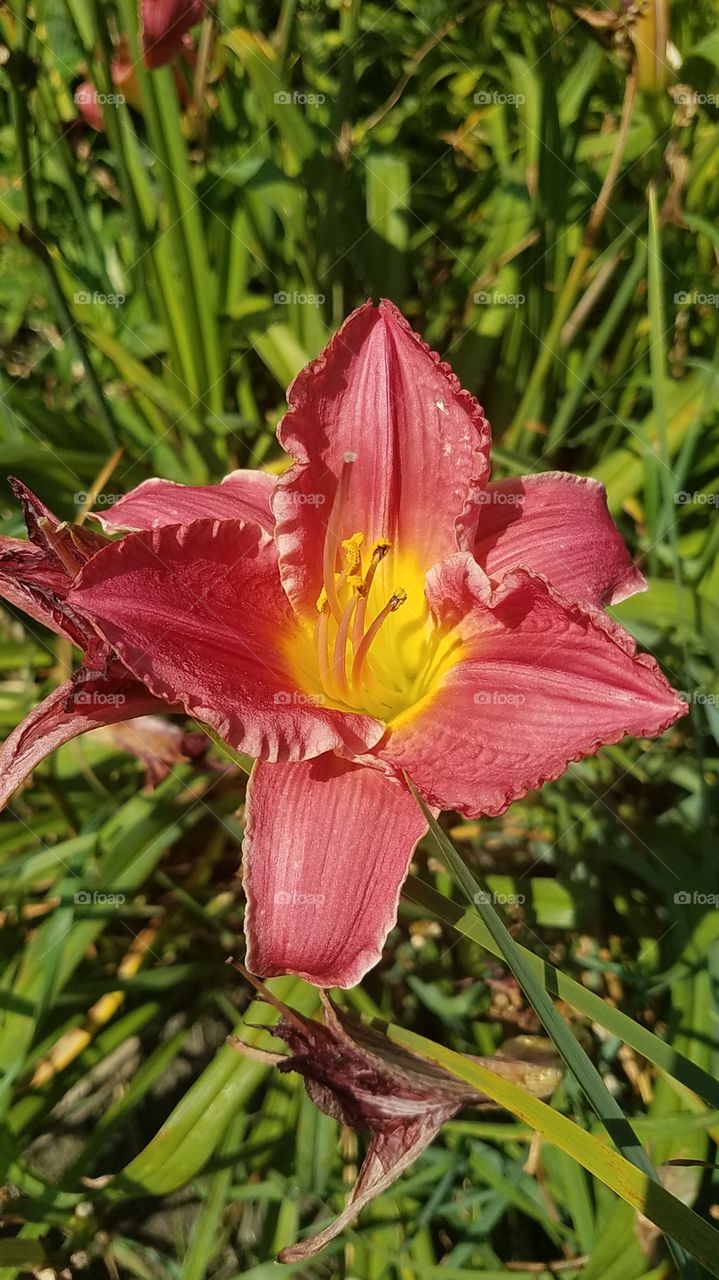 Strawberry Daylilies