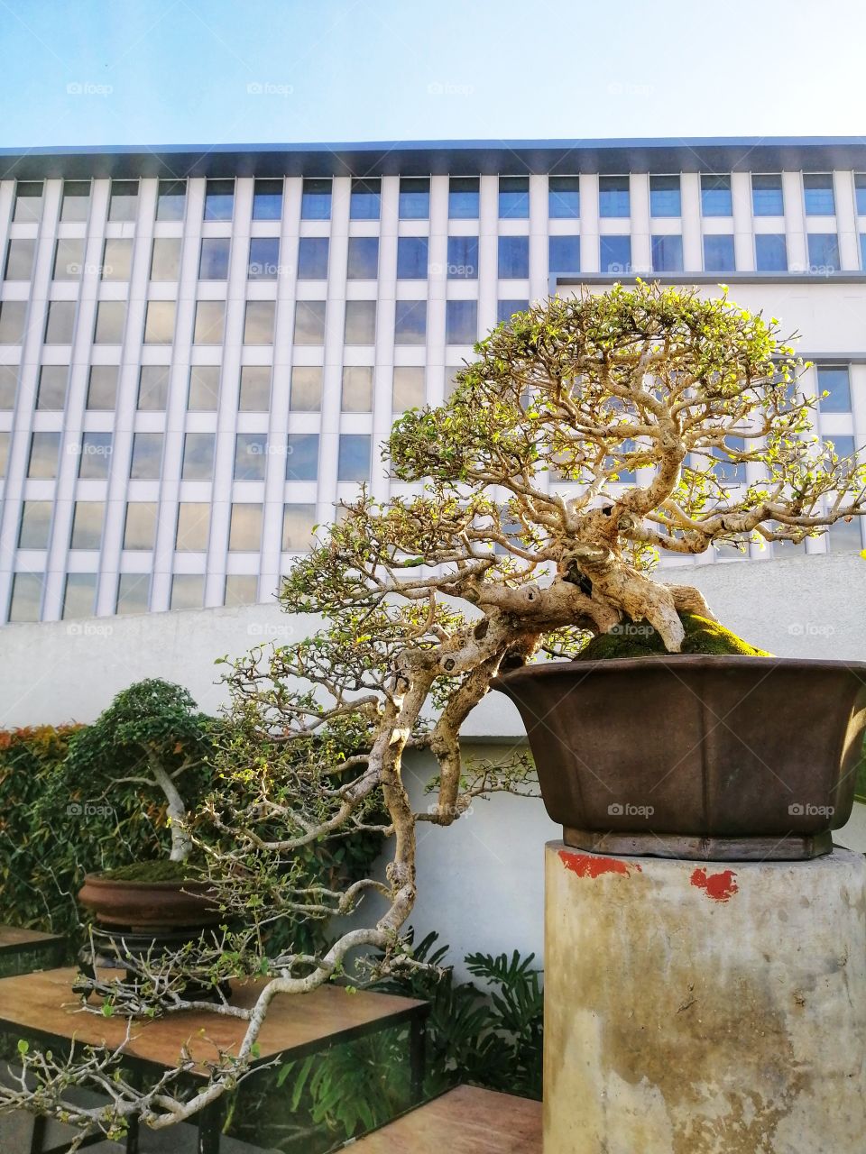 A bonsai tree on a pot that was used as a decoration with a view of the hotel at the back.