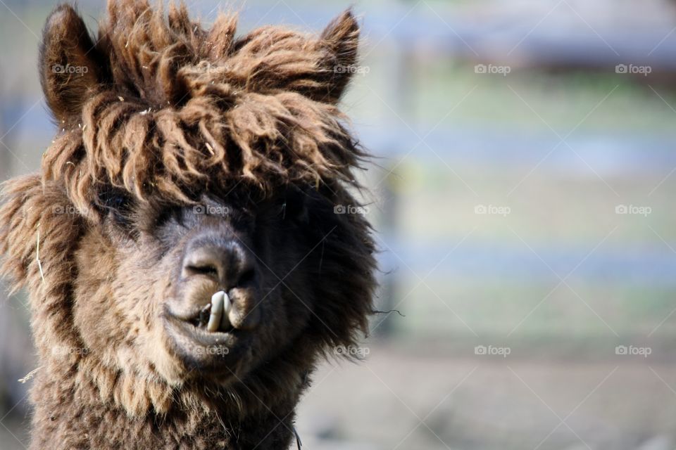alpaca. buck tooth alpaca